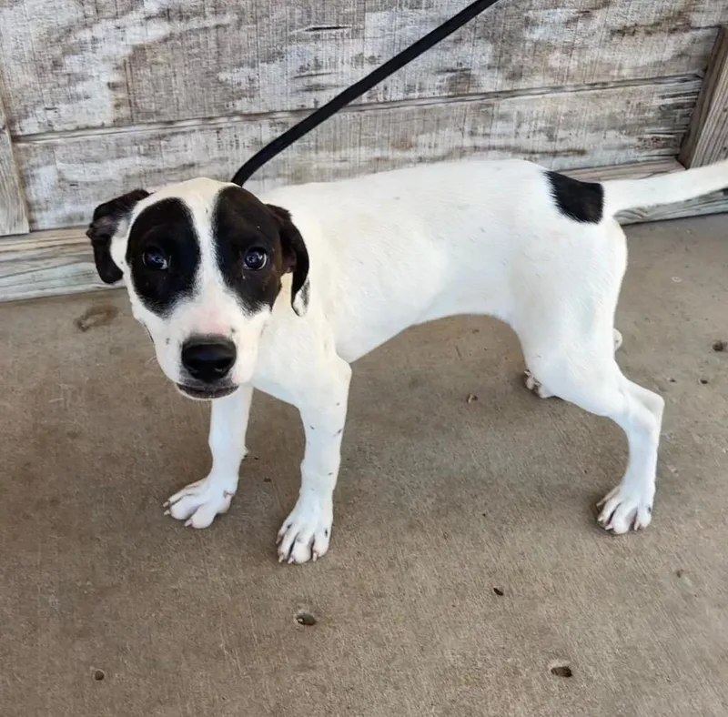 A baby medium-sized male Pointer dog named Dudley for adoption in Batesville, AR