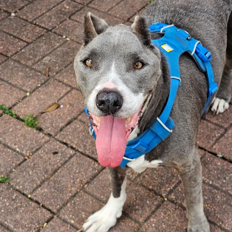 An adult medium-sized female Gray / Blue / Silver American Staffordshire Terrier dog named Asha for adoption in Houston, TX