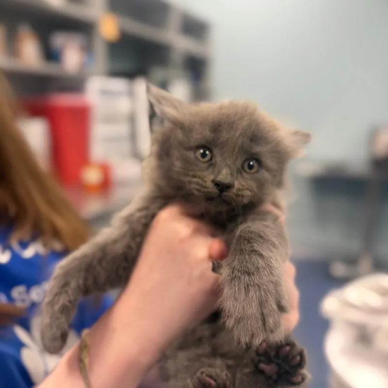 A baby small-sized female Gray / Blue / Silver Domestic Long Hair cat named Cinnamon Toast Crunch for adoption in Greensboro, NC