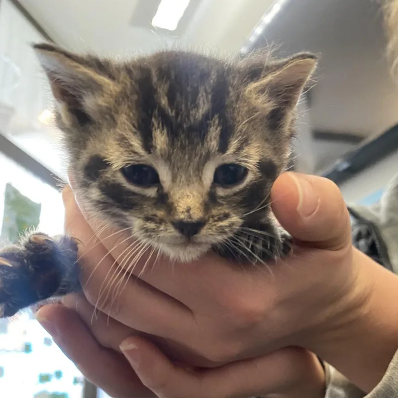 A baby small-sized male Gray / Blue / Silver Domestic Short Hair cat named Fred Fka Dot for adoption in Philadelphia, PA