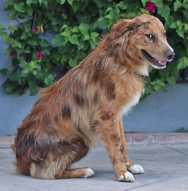 A young large-sized male Merle (Red) Australian Shepherd dog named Devlin von Dahnen for adoption in Los Angeles, CA