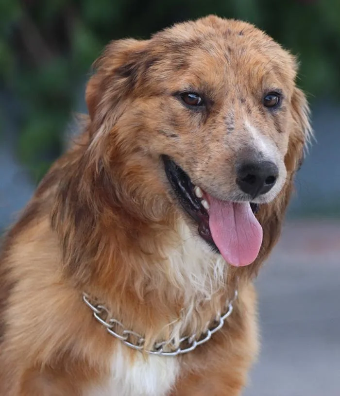 Devlin von Dahnen thumbnail 4