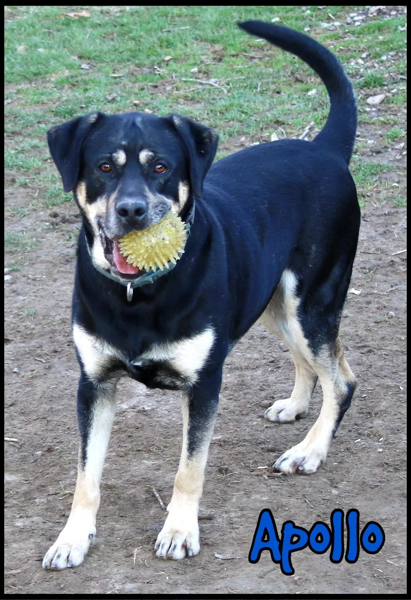 A young medium-sized male Rottweiler dog named Apollo for adoption in Shippenville, PA