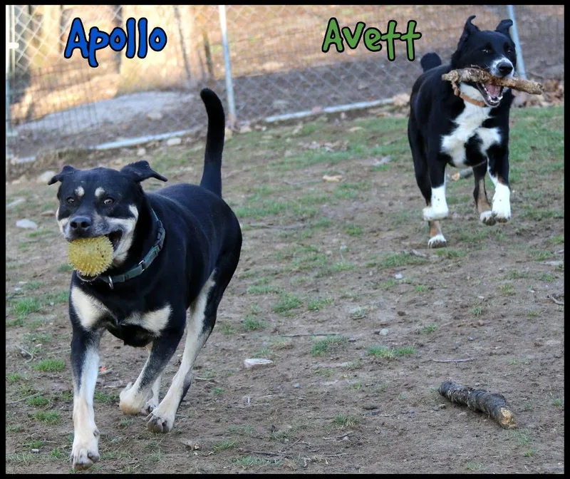 Apollo thumbnail 6