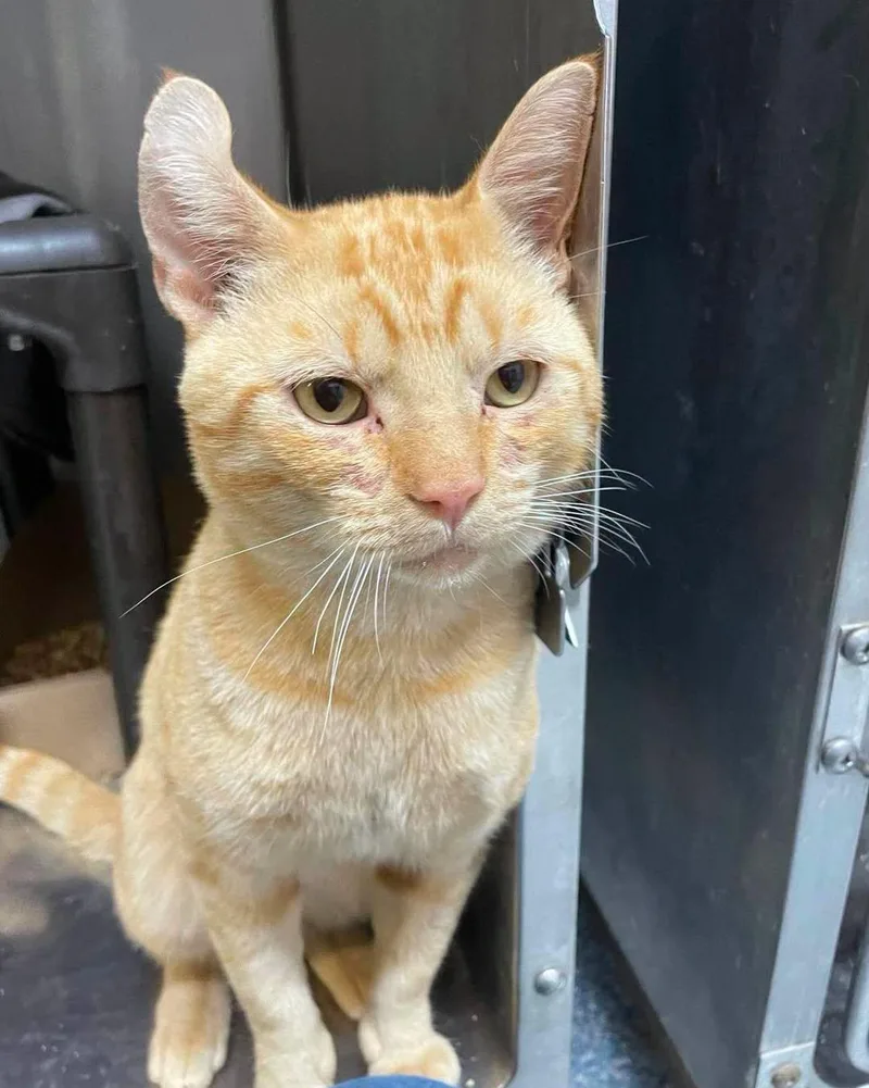 An adult medium-sized male Domestic Short Hair cat named Ty for adoption in Stillwater, OK