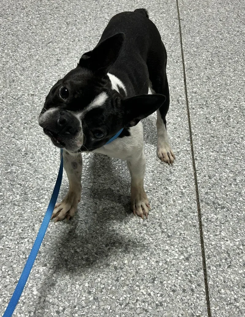 An adult small-sized male Black Boston Terrier dog named Atlas for adoption in Antwerp, OH