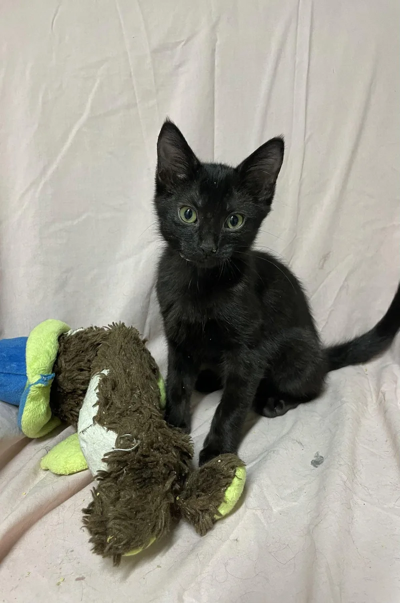 A baby medium-sized female Black Domestic Short Hair cat named Tiffany for adoption in Stover, MO