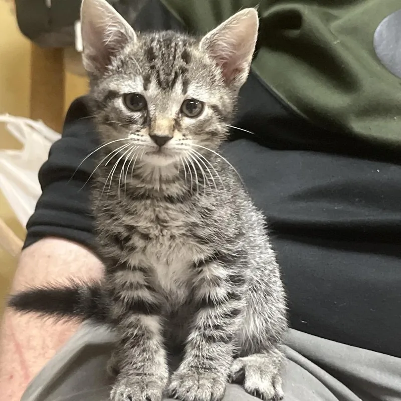 A baby small-sized female Brown / Chocolate Domestic Short Hair cat named Adzuki B for adoption in Melrose, FL