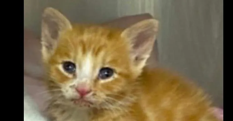 A baby small-sized male Tabby (Orange / Red) Domestic Medium Hair cat named Sunkist for adoption in Poplar Grove, IL