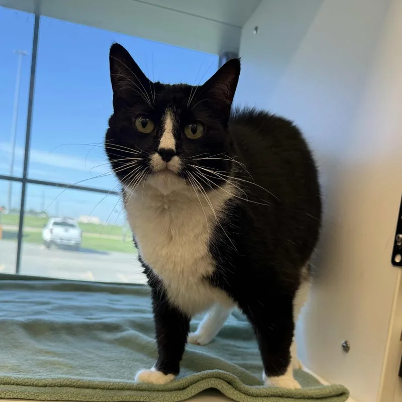 An adult large-sized female Black Domestic Short Hair cat named Flower for adoption in Beaumont, TX