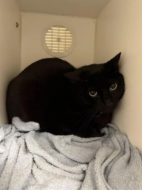 An adult medium-sized male Domestic Short Hair cat named Nox for adoption in Kent, WA