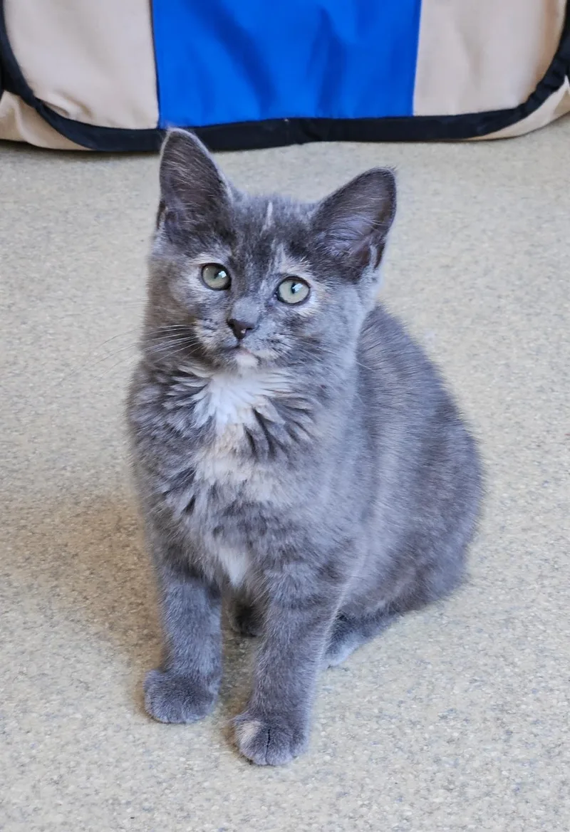 A baby small-sized female Dilute Tortoiseshell cat named Bambi for adoption in Westbrook, CT