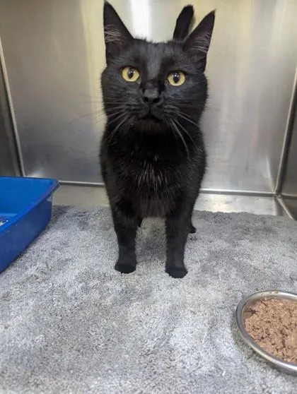 An adult large-sized female Black Domestic Short Hair cat named Sabrina for adoption in Jackson, GA