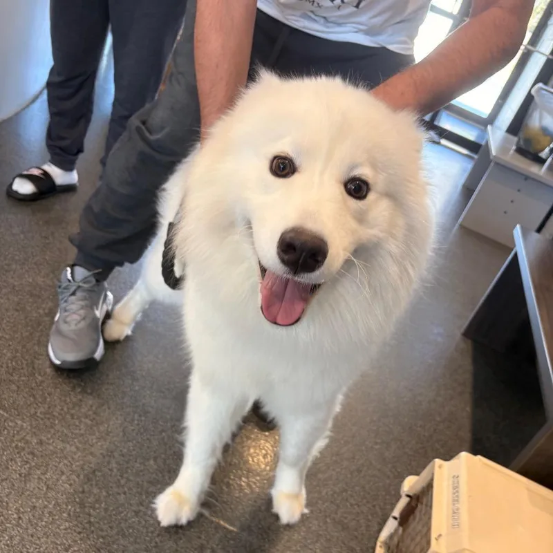 A young large-sized male White / Cream Samoyed dog named Kasper for adoption in Allentown, PA