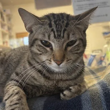 A young medium-sized female Domestic Short Hair cat named Lulu for adoption in Palm Coast, FL