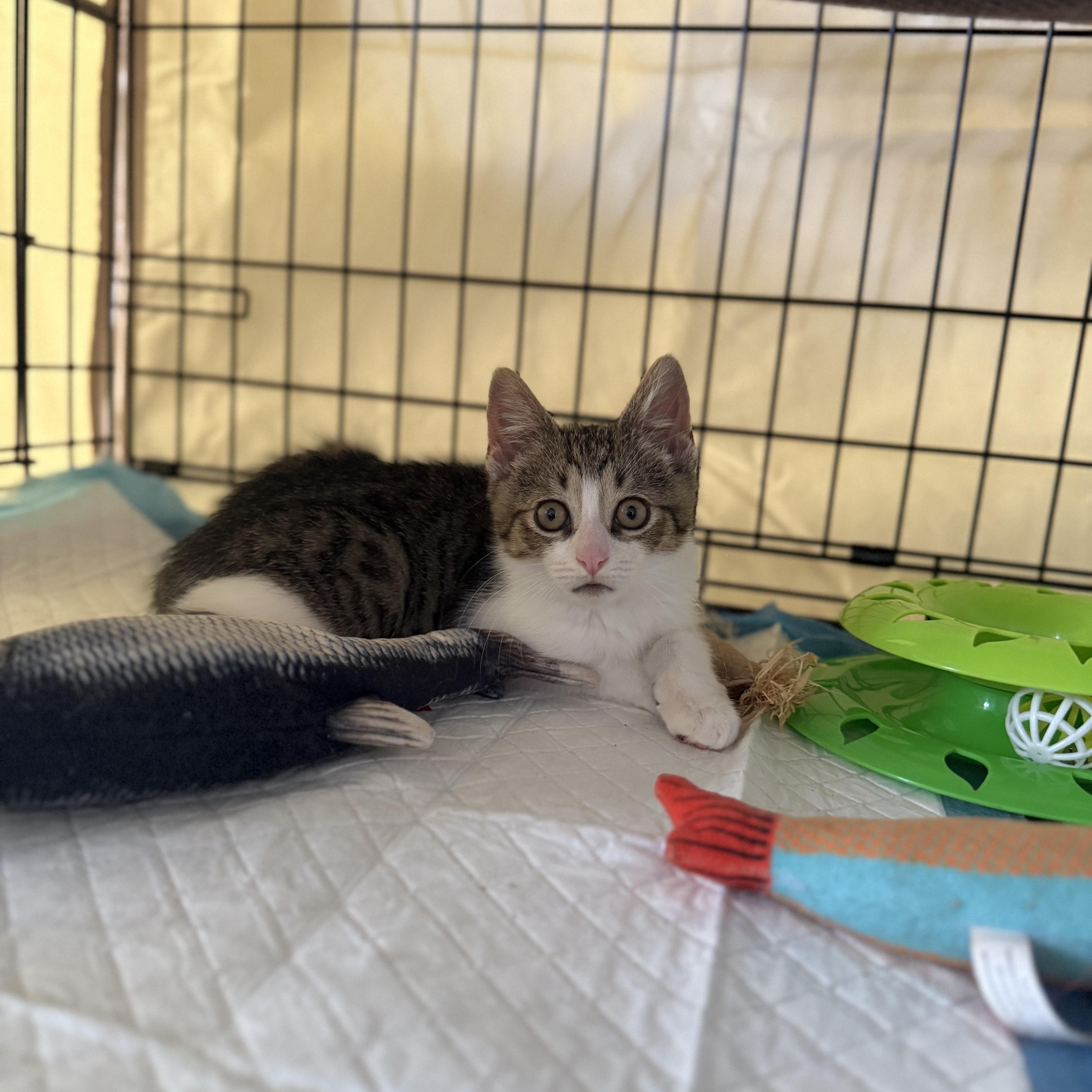 A baby small-sized male Tabby (Gray / Blue / Silver) American Shorthair cat named Archie for adoption in Brooklyn, NY