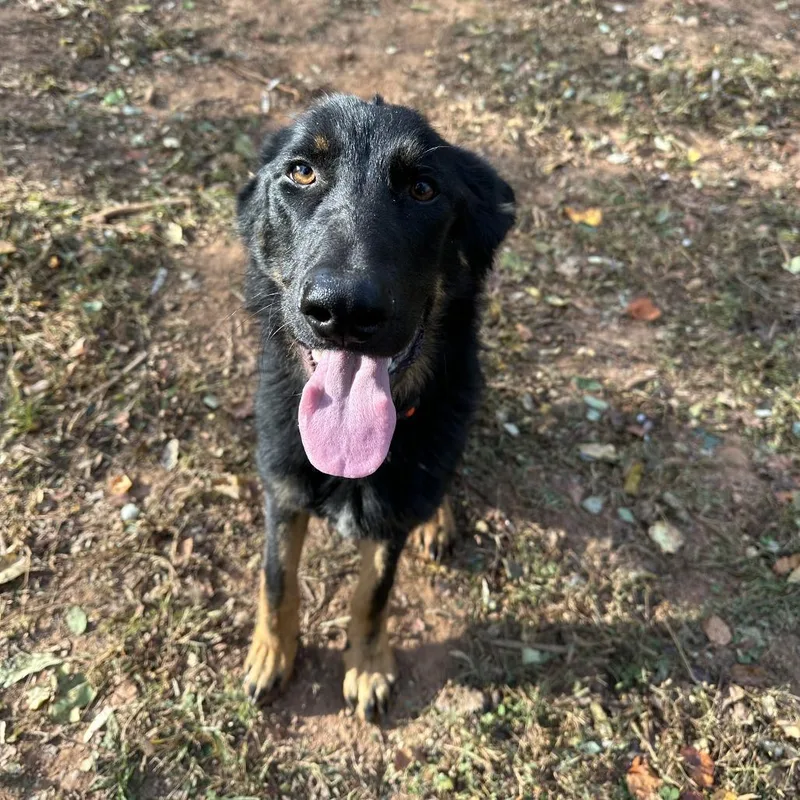 An adult large-sized male Brown / Chocolate German Shepherd Dog dog named Apollo for adoption in Lynchburg, VA