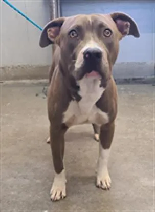 A young small-sized male Pit Bull Terrier dog named Mr Worldwide for adoption in Camarillo, CA