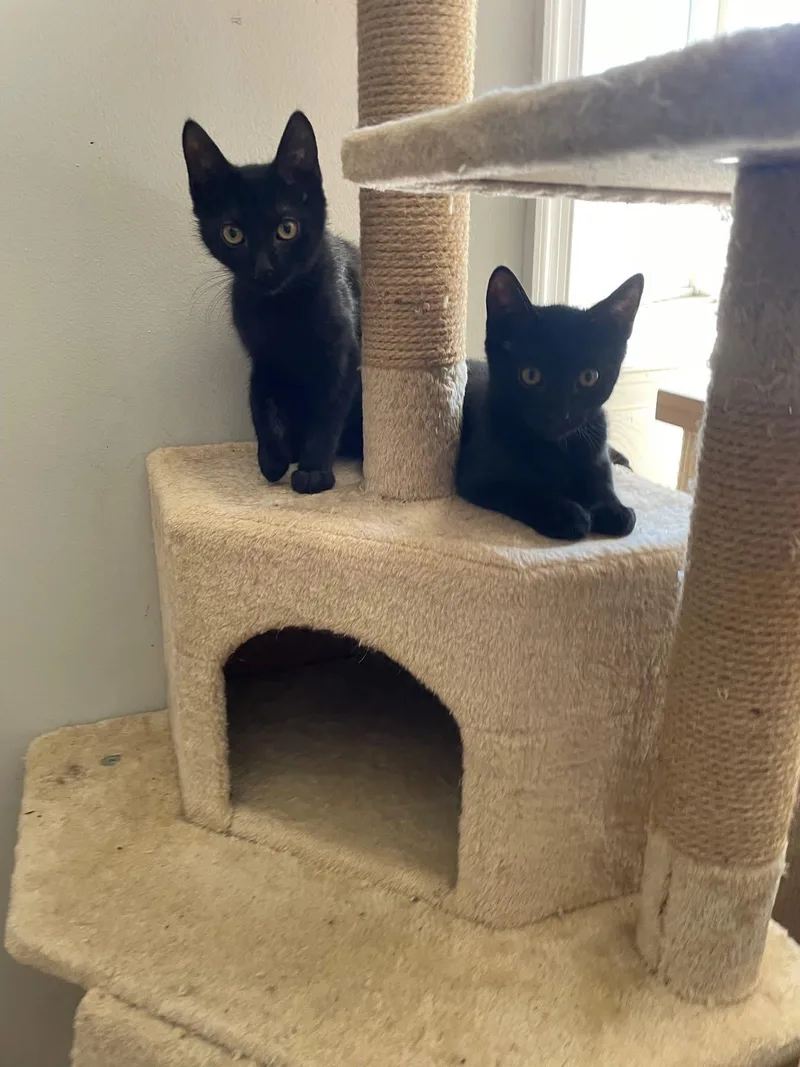 A baby medium-sized male Black Domestic Short Hair cat named Mike & Magic for adoption in Pompton Lakes, NJ