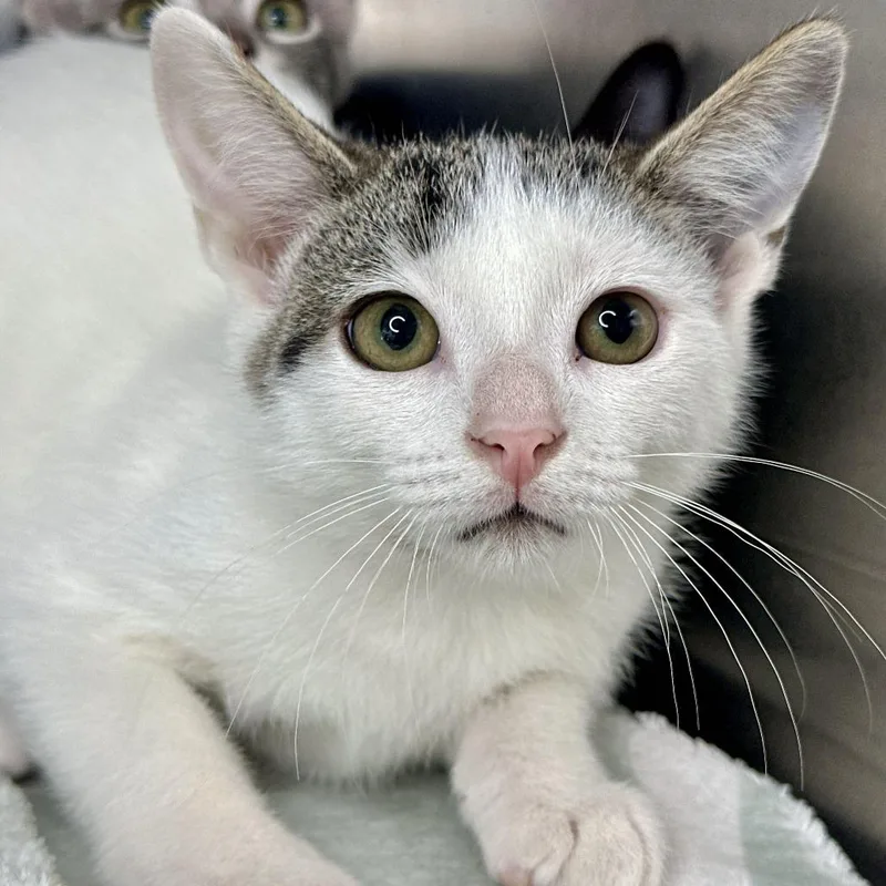 A baby small-sized male White Domestic Short Hair cat named Tanner for adoption in Matteson, IL