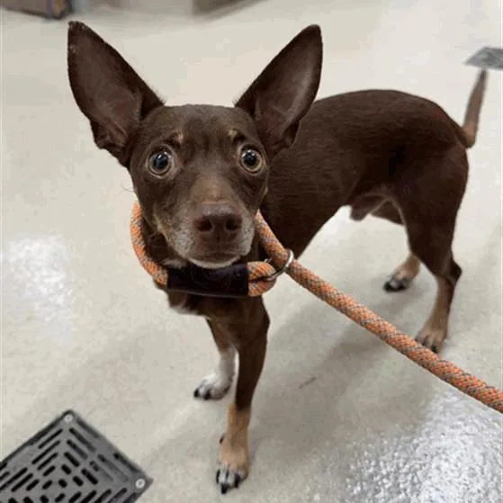 An adult small-sized male Chihuahua dog named Fondu for adoption in Houston, TX