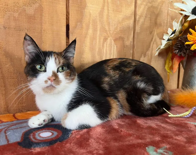 A young medium-sized female Calico cat named Princess for adoption in Sullivan, MO