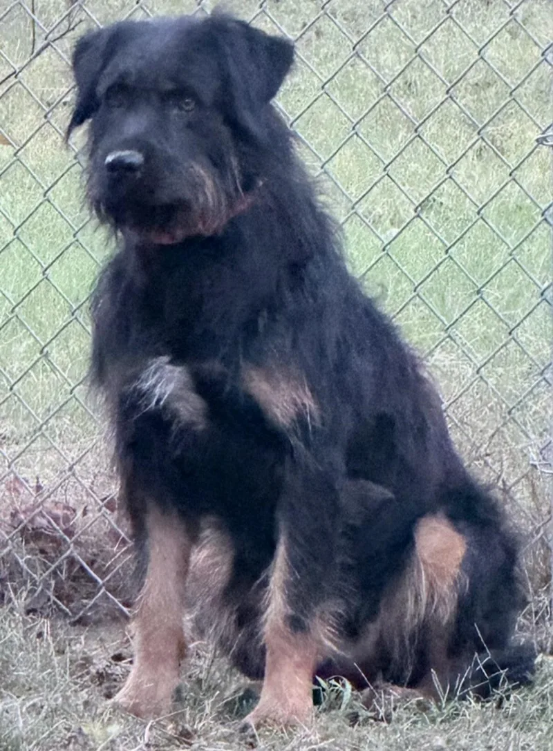An adult large-sized female Rottweiler dog named Riley for adoption in merrillville, IN