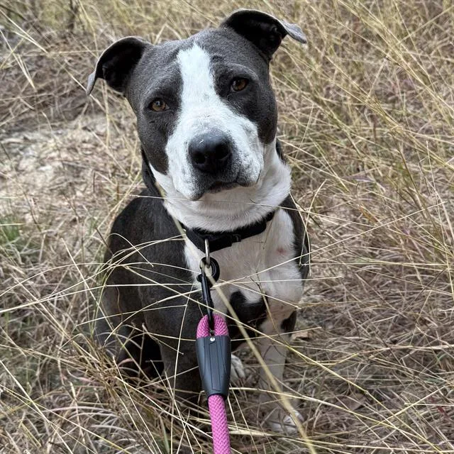 An adult large-sized female American Staffordshire Terrier dog named Mira for adoption in San Antonio, TX