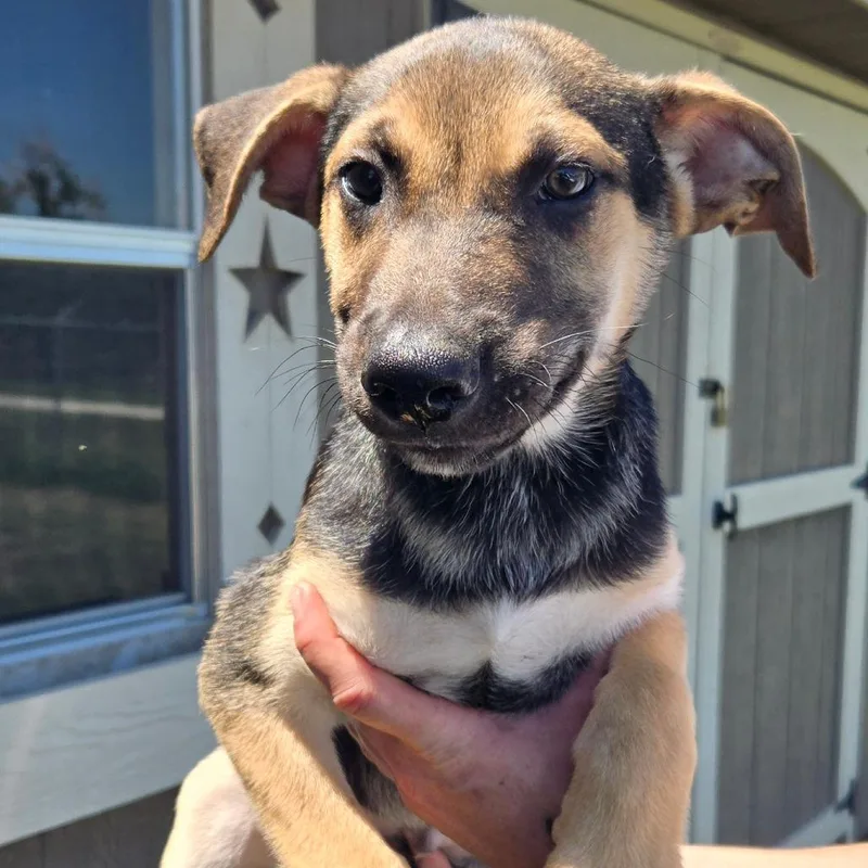 A baby medium-sized male Yellow / Tan / Blond / Fawn German Shepherd Dog dog named Bradley for adoption in Floresville, TX