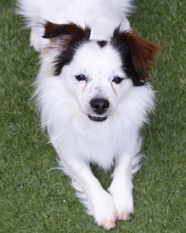 An adult small-sized male Spaniel dog named Charlie Randy Jr. for adoption in Novato, CA
