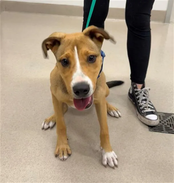 A baby medium-sized male Rhodesian Ridgeback dog named Ziggy for adoption in Baytown, TX