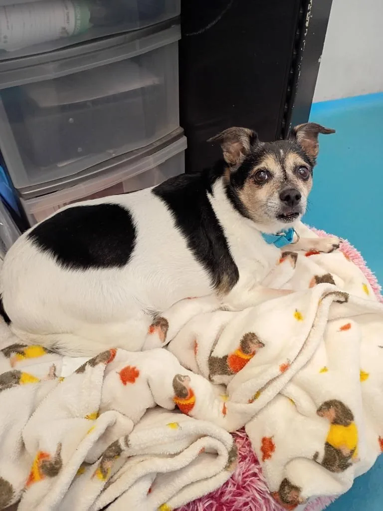 A senior small-sized male Chihuahua dog named Zeus for adoption in Muskegon, MI