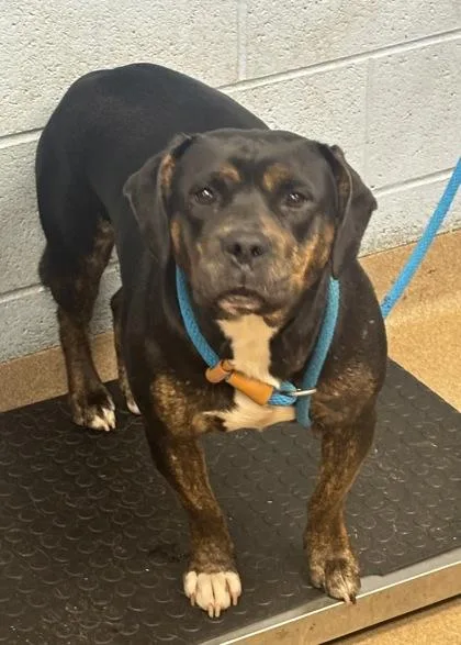 An adult large-sized female Mixed Breed dog named Chesney for adoption in Chamblee, GA