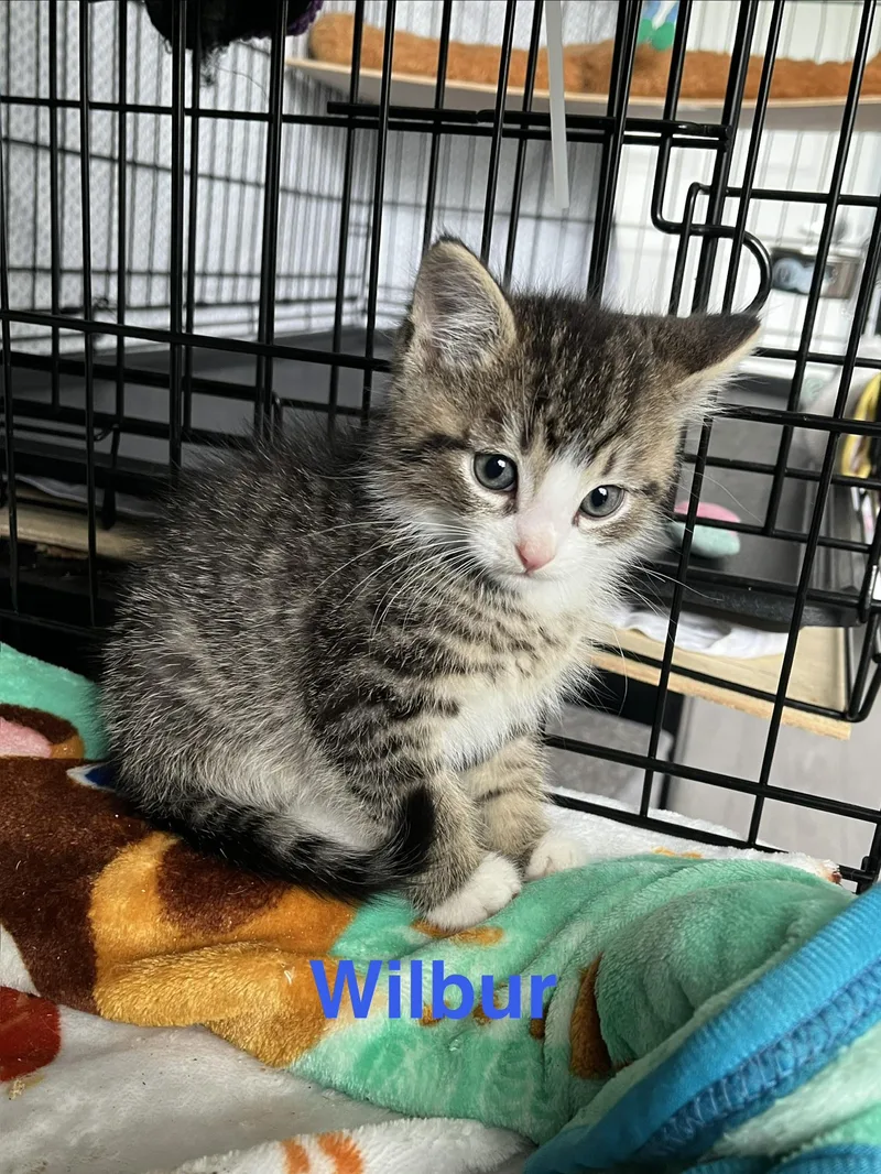 A baby medium-sized male Gray & White Domestic Short Hair cat named Wilbur for adoption in Manorville, NY