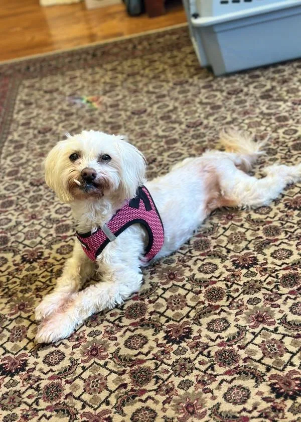 A senior small-sized male Maltese dog named Snaggles for adoption in Skillman, NJ