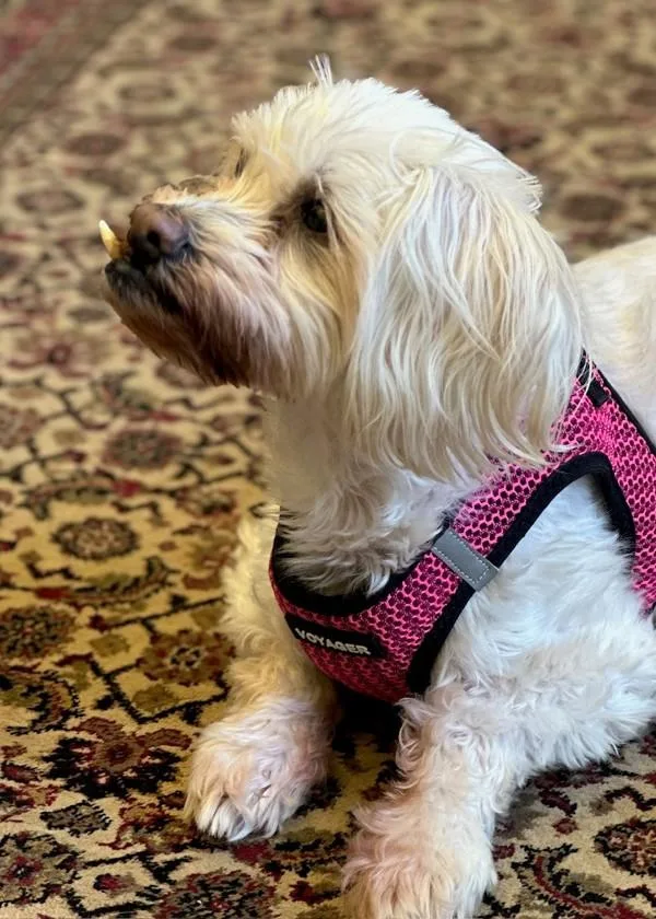 Snaggles thumbnail 2