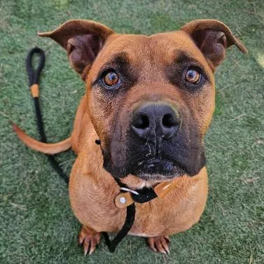 An adult large-sized male Pit Bull Terrier dog named Tater Tot for adoption in Fort Collins, CO