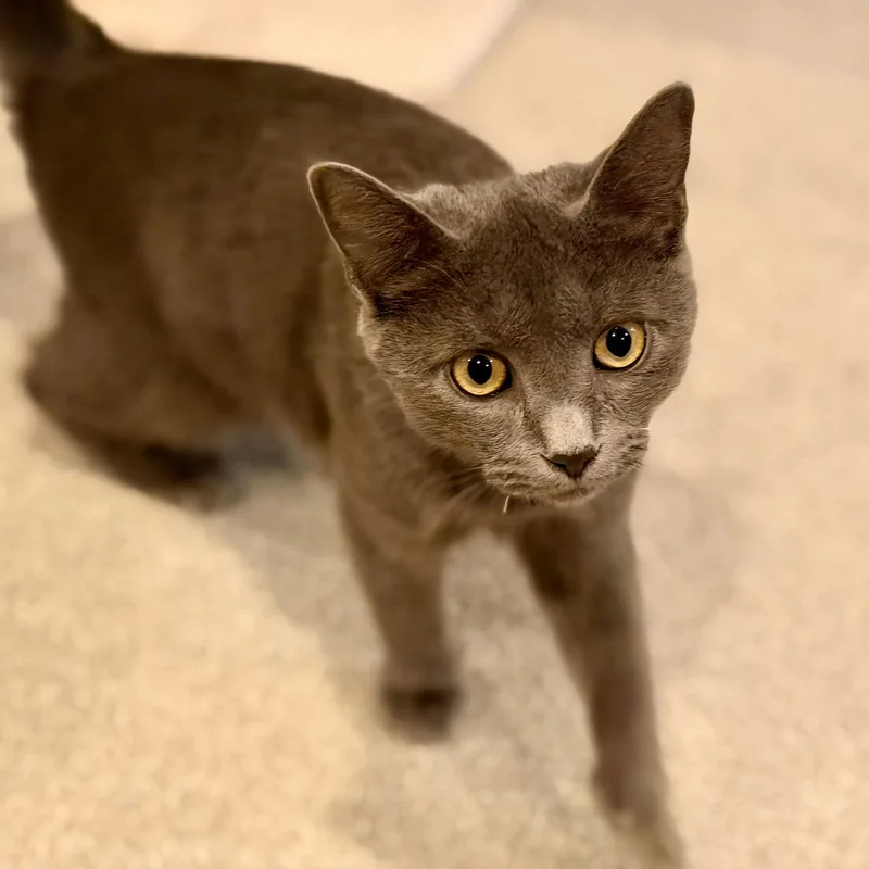 Rocky  Willow Grove thumbnail 2