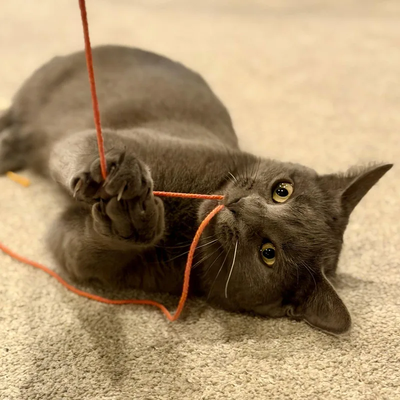 Rocky  Willow Grove thumbnail 3