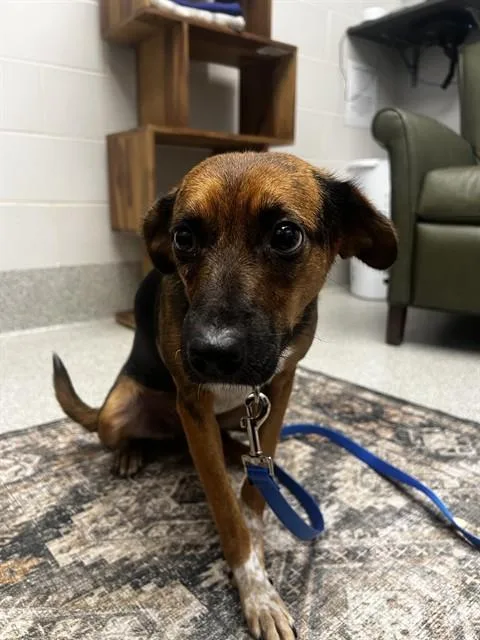 An adult large-sized female Australian Cattle Dog / Blue Heeler dog named Sally for adoption in Omaha, NE