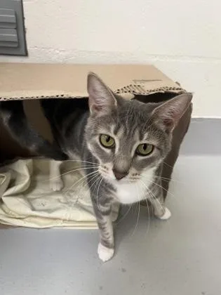An adult medium-sized female Domestic Short Hair cat named Yuki for adoption in Largo, FL