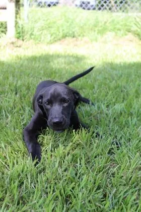 A baby medium-sized male Mixed Breed dog named Boomer for adoption in Port Allen, LA