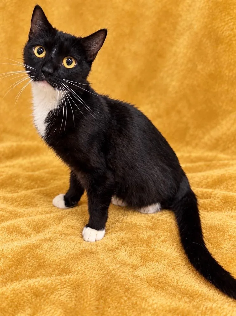 A young small-sized male Domestic Short Hair cat named HarleyMiles for adoption in Columbia, TN