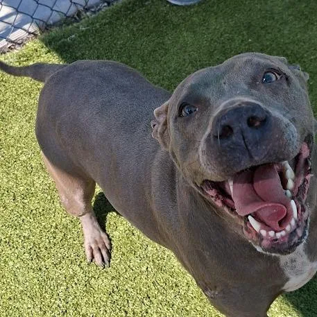 An adult large-sized male Gray / Blue / Silver Pit Bull Terrier dog named Beanie for adoption in Hannibal, MO