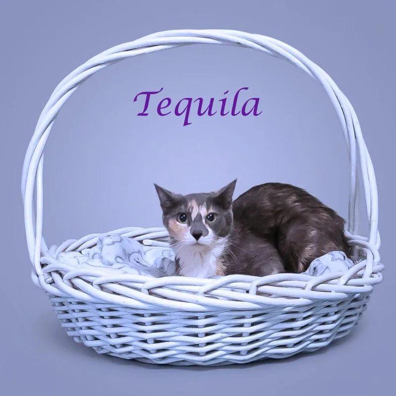Tequila C