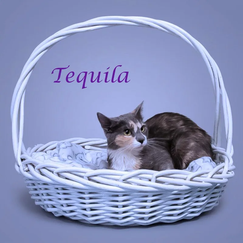 Tequila C thumbnail 2