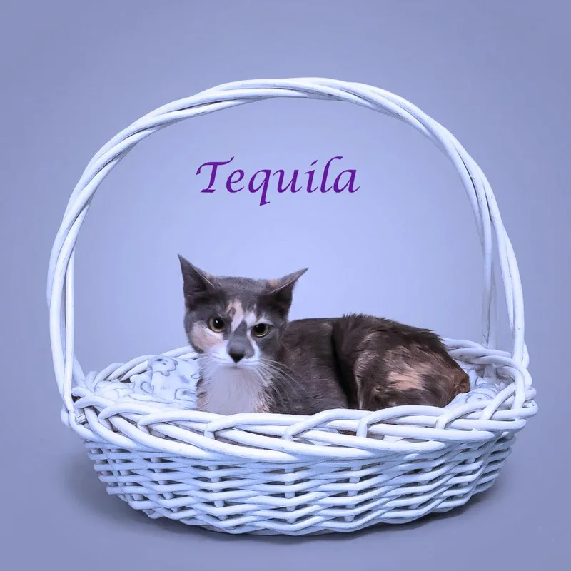 Tequila C thumbnail 3