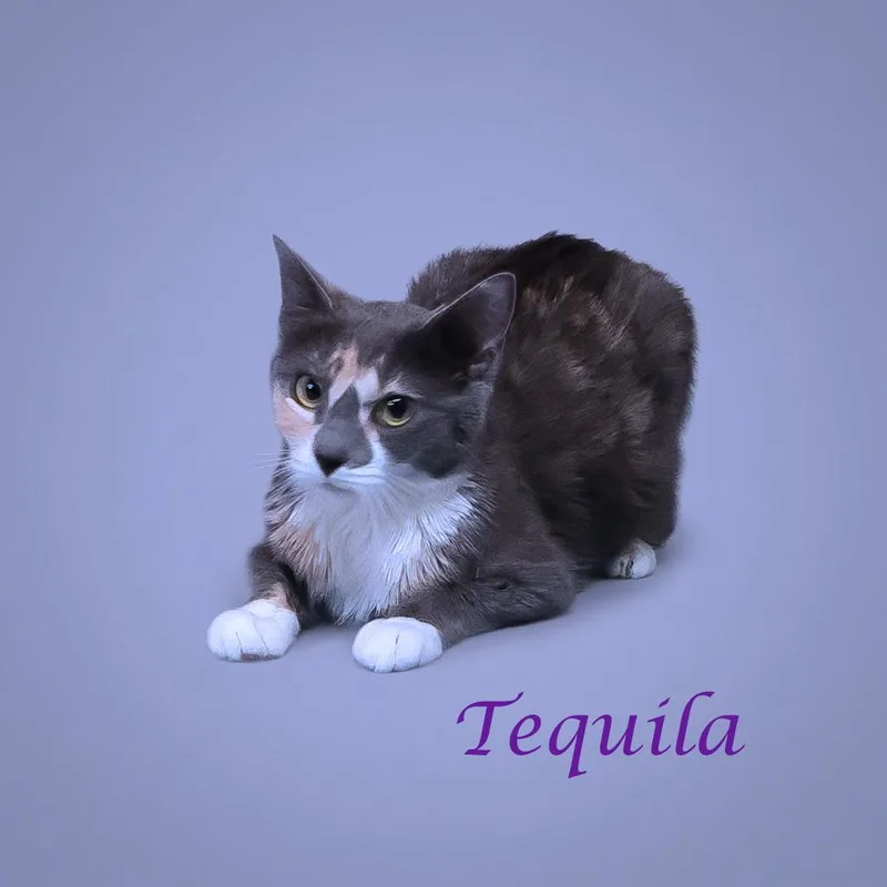 Tequila C thumbnail 4