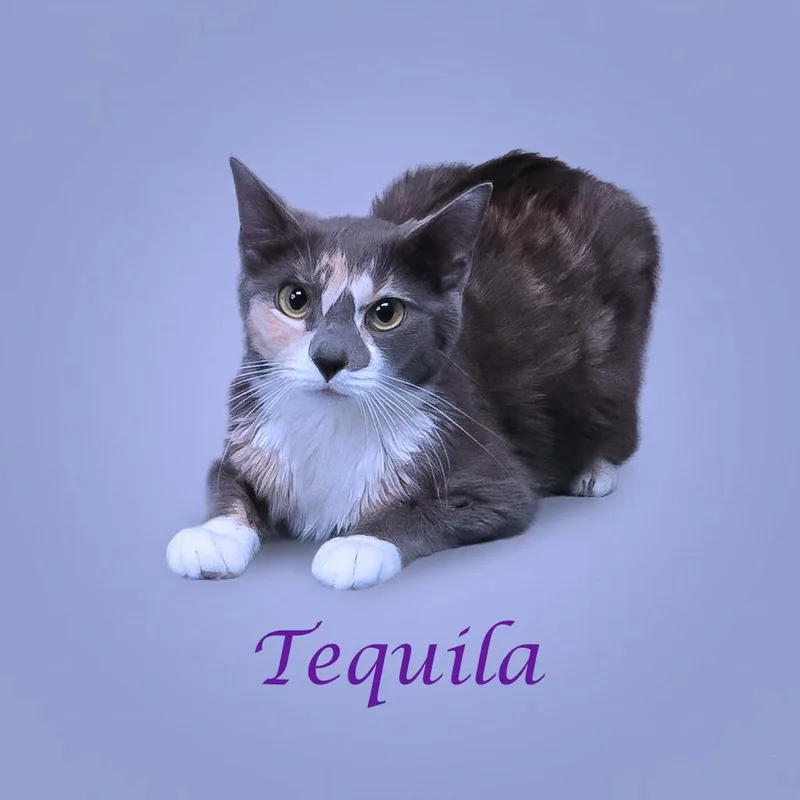 Tequila C thumbnail 5
