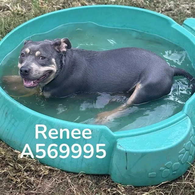 A young medium-sized female Pit Bull Terrier dog named Renee for adoption in Huntsville, AL